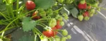 Frigo maasikataimed Limalexia A 400 tk/kast
