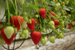 Frigo maasikataimede tellimine