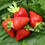 frigo taimed